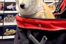 『水族館』に初めて来た犬→徐々に疲れてきてしまい…終盤に見せた『まさかの表情』に2万いいね集まる「落差すごいｗｗ」「10歳老けてて草」