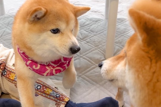 弟犬にパンチされたワンコ→『兄犬がやった』と勘違いし、ブチギレて…『コントのような光景』に爆笑「めっちゃ怒ってて草」「とばっちりww」