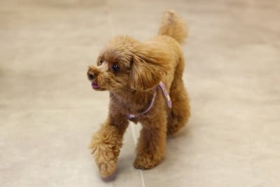 室内を歩く犬