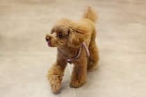犬が『家の中を徘徊』する理由5つ　ウロウロと歩き回るのはなぜ？病気の可能性まで