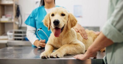 診察台の上の子犬