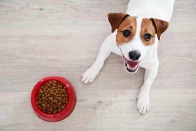 フードが入った食器のそばで伏せている犬