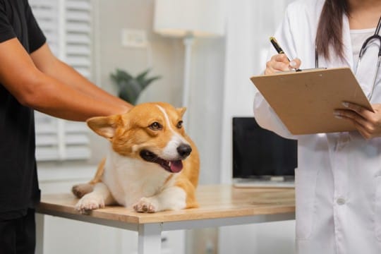 犬の食物アレルギーは『二人三脚』で治す病気。飼い主と病院の連携が鍵になる理由【獣医師執筆】