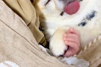 小さな赤ちゃんとお昼寝する犬→おててを繋ぎながら…あまりにも似ている『尊い寝顔』に26万再生の反響「疲れが吹っ飛んだ」「なんて幸せ…」