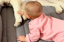 お昼寝している大型犬と遊びたい赤ちゃん→『起きて！』と合図をして…本当の姉妹のような『尊い光景』に反響「最高に可愛い…」「癒される」