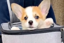 『バッグから出れない！助けて！』と慌てる子犬→下の方を見てみると…目を疑う『まさかの光景』が220万再生「助けてあげたいｗ」「たまらん」