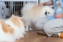 朝、寝起きだと『甘えん坊』になる犬と猫→飼い主のもとに集まって…幸せすぎる『素敵なひととき』が10万再生「羨ましい」「モフるの忙しいｗ」