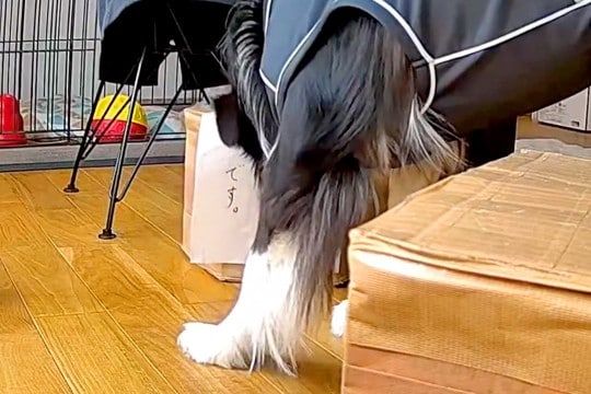 出張中、おじいちゃんに犬を預けた結果→心配でカメラを覗くと『張り紙』があって…まさかの光景が278万表示「じいじ過保護で草」「ニヤけた」