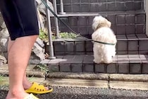 散歩中、大好きなお友達の家に立ち寄る犬→何日も待ち伏せして…まるでストーカーのような光景に反響「つきまとわれたいｗ」「健気で可愛い」