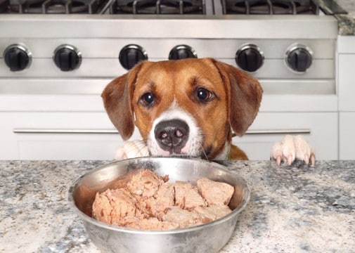 犬が大好きな『食べ物』ランキングTOP５　オススメの与え方や注意点まで解説