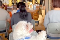 ご祈祷に参加した犬→住職さんが『大きな声』を出した、次の瞬間…驚いて見せた『人のような反応』が63万再生「慌てるの草」「ナムナム可愛い」