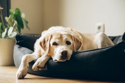 犬用ベッドで伏せて休むシニア犬