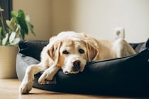 シニア犬の『ボケ』は体からのSOS！痛みや代謝・感覚障害が隠れているかも【獣医師執筆】