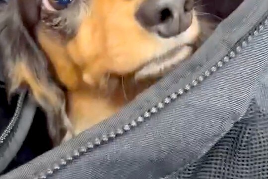 バッグから顔を出した犬→『病院の待合室だ』と気付いた瞬間…わかりやすく『絶望する表情』が263万表示「顔がw」「悟った途端に震えてて草」