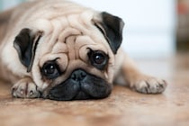 犬が『悲しそう』にしているときの心理5選　愛犬が切ないと感じてしまう原因や飼い主がすべき配慮まで