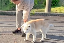 目が悪くなってきたおばあちゃん犬→それでもお外を歩きたくて…あまりにも尊い『お散歩を楽しむ光景』に反響「愛が詰まってる」「ほっこり」