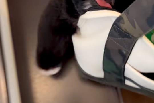 トリミングで疲れ果ててしまった犬→帰りのバッグの中で…想像以上に『溶けてしまっている光景』が115万再生「ぬいぐるみかと」「お手々がw」