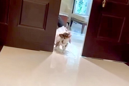 人懐っこい犬が『結婚式でリングドッグを務めた』結果→ドアが開いた瞬間…まさかの『全員にご挨拶する光景』に反響「寄り道がw」「可愛すぎる」