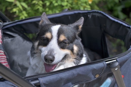 犬がみせる『老化のサイン』5選 シニア期を迎えたときに起こる体の変化とは?