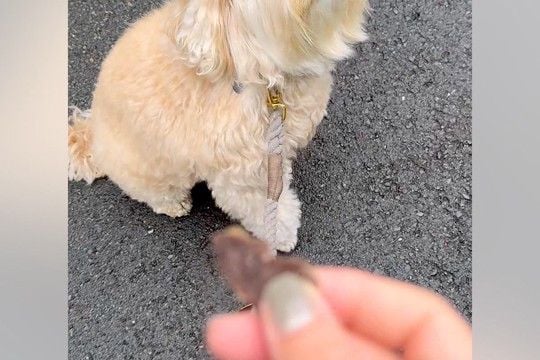 『オヤツ食べる?』と犬に聞いた結果→『喜ぶかな』と思っていたら…想像と違った『態度』が30万表示「薄目で見てて草」「プライド感じるww」