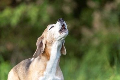 遠吠えする犬
