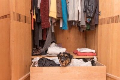 タンスにいる犬