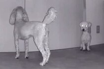 外出して5分間、留守番する犬たちをカメラで見てみたら…情報量が多すぎる『カオスな光景』が12万再生「犬型ルンバｗ」「デパートの屋上で草」