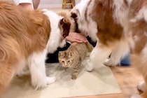 犬に『大好き！』と舐められまくる猫→限界を迎えてしまい…あまりにも可愛い『反撃方法』が11万再生「好きが止まらないｗ」「天使しかいない」