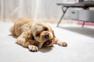歯磨きガムを噛む犬