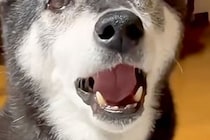 パパのことが大好きな老犬→『今日はママと仲良くしよ』と言った結果…なんだか切ない『正直すぎる光景』が102万再生「喋ってるｗ」「可愛い」