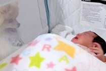 ベビーベッドにいる赤ちゃんが泣き出した結果→犬が颯爽と駆けつけて…一生懸命に泣き止ませようとする光景に反響「優しい姉」「愛が激しいｗ」