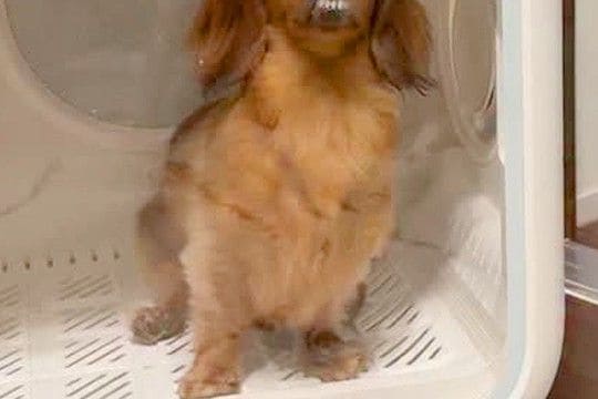 夜ご飯が鍋だったため、犬をドライハウスに入れた結果→ふと様子を見てみると…『まさかの表情』が252万再生「吹いたｗｗ」「100点満点」