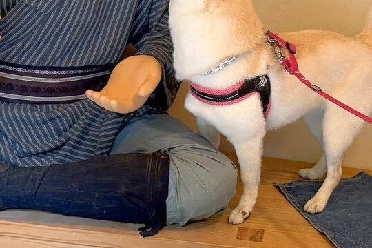 『リアル過ぎる人形』を前にした2匹の犬→近づいたと思ったら…勘違いで見せた『まさかの行動』が70万表示「手確認するの草」「騙されたねｗ」