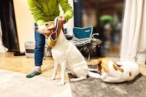 犬が『洋服を嫌がる』理由5つ　どうしても着せなければならない場合の解決策まで