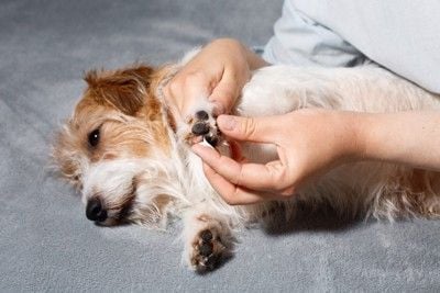 肉球にクリームを塗られながらリラックスしている犬