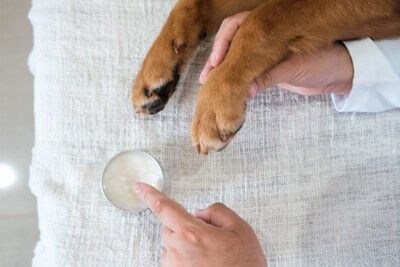 犬の前足に軟膏を塗ろうとしている人の手