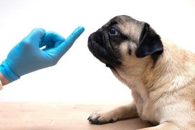塗り薬をのせた人の指先に鼻を近づける犬