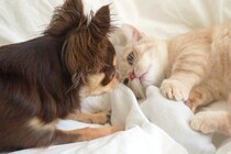 『おもちゃを奪い取った猫』VS『取り返したい犬』→優しく猫パンチされたら…ビビりすぎてしまった『表情』に爆笑「顔ｗｗ」「驚き方可愛すぎ」