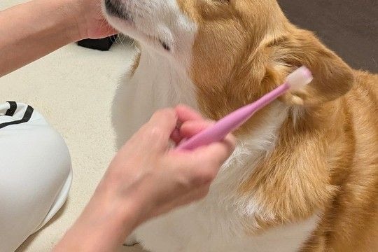 犬の歯磨きを『ママとパパがした』結果→あからさまに顔が違って…辛辣すぎる『態度の変化』に1万いいね「パパ泣いちゃうw」「全然違くて草」