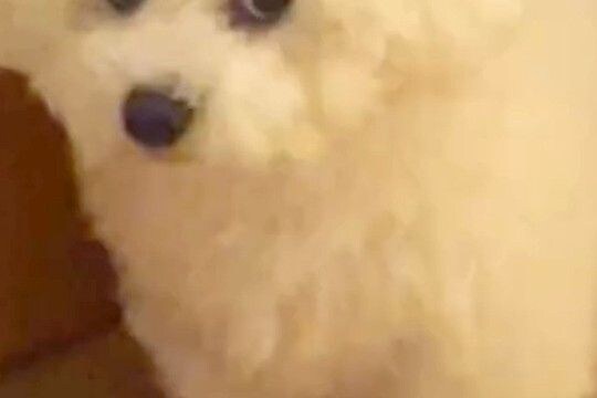 焼肉を食べて帰った結果→いつもは可愛らしい顔の犬が…同じワンコとは思えない『まさかの表情』に24万再生の反響「目がww」「激おこで草」