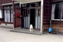 5時間外出→家に帰ったら、犬が外で待っていて…まるで数年ぶりの再会のような『熱烈大歓迎』が44万再生　家族の愛に溢れた光景にほっこり