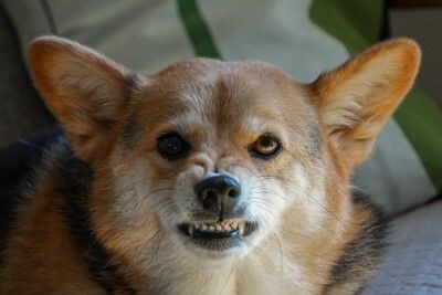 怒っている犬