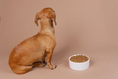 そっぽを向く犬