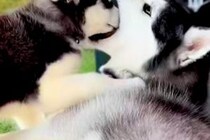 どうしても『お父さん犬の口の中』に入りたい子犬→3年後、大きくなっても…まさかの『現在の光景』に反響「可愛すぎる」「手加減してて優しい」