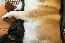 用事を済ませて帰宅→寝ていた犬が、なぜか『ダウンジャケット』を…尊くて泣ける『まさかの光景』に2万いいね「可愛い」「匂いで安心するのね」