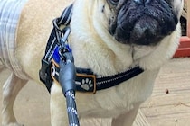 AIに『犬を人間化して』とお願いした結果→ツッコミどころが多すぎる『まさかの生成結果』が448万表示「尖ってて草」「犬用オムツが仇にｗ」