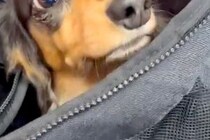 バッグから顔を出した犬→『病院の待合室だ』と気付いた瞬間…わかりやすく『絶望する表情』が263万表示「顔がｗ」「悟った途端に震えてて草」