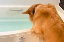 お風呂に溜まった水を見た大型犬→突然大はしゃぎし、何をするのかと思ったら…激しすぎる光景が107万再生「テンションぶち上げｗ」「豪快」
