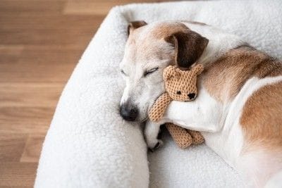 良い夢を