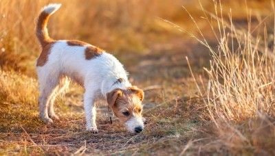 地面の匂いを嗅ぐ犬